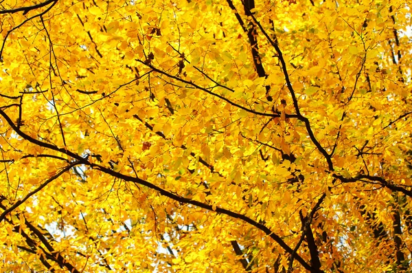 Желтые Листья Веточке Осенью — стоковое фото