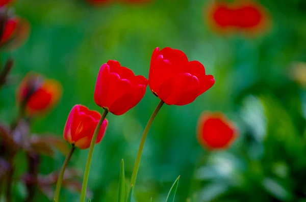 Vörös Tulipán Kertben — Stock Fotó