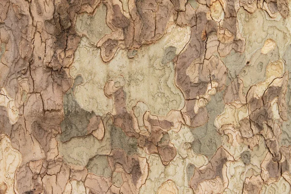 Sycamore bark — Stock Photo, Image