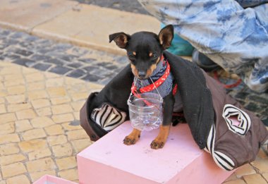 küçük sevimli köpek ile genç dilenci müzisyen akordeon oynamak ve Lizbon, Portekiz Kasım, 2013, sokakta para istemek.