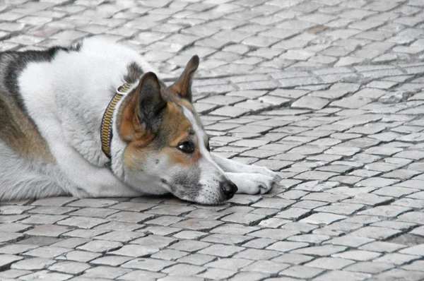 Собака отдыхает на булыжнике в ожидании хозяина — стоковое фото