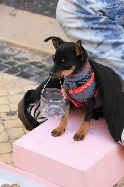 Joven músico mendigo con pequeño perro lindo jugar acordeón y pedir dinero en la calle de Lisboa, Portugal en noviembre, 2013 . —  Fotos de Stock