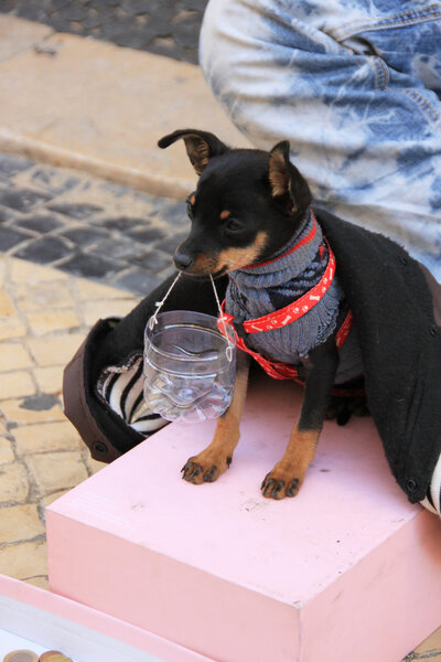 Young beggar musician with small cute dog play accordion and ask for money on street of Lisbon, Portugal at November, 2013.