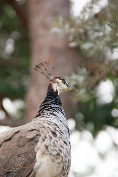 Pavo real — Foto de Stock