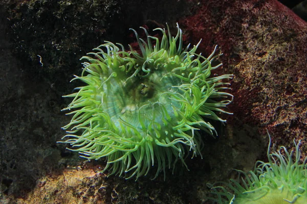 Colony anemone on the ocean floor — Stock Photo, Image