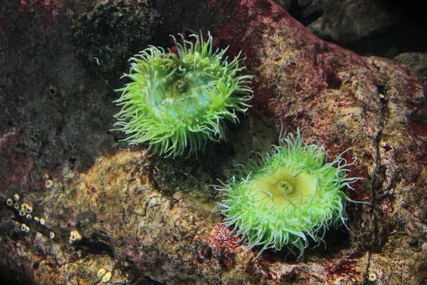 Colony anemone on the ocean floor — Stock Photo, Image