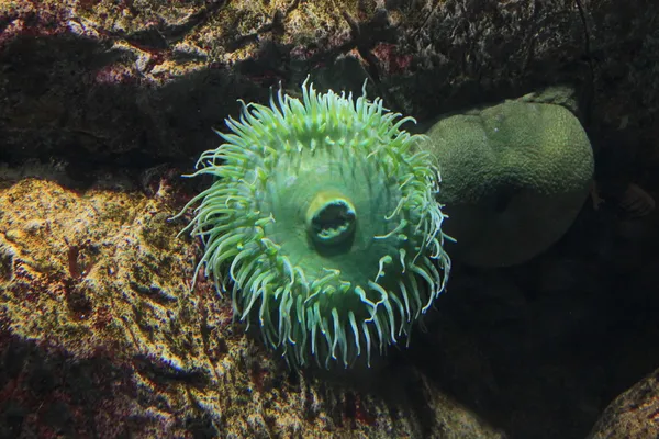 Colony anemone on the ocean floor — Stock Photo, Image