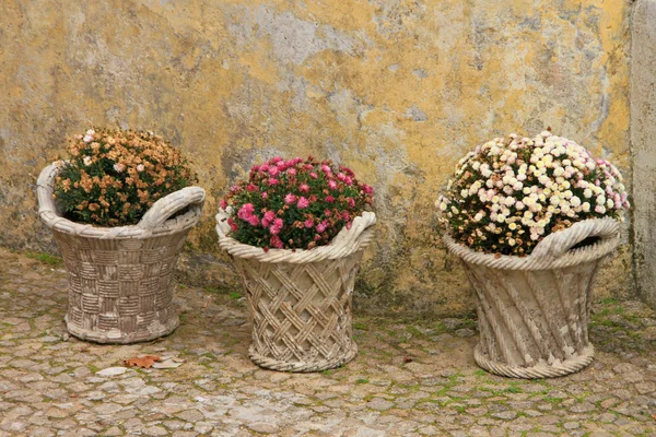 Krysantemum i gamla wattled pot i trädgården. — Stockfoto