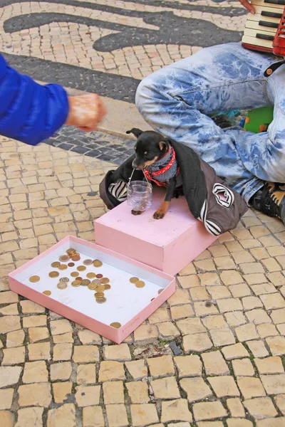 Küçük sevimli köpek ile genç dilenci müzisyen akordeon oynamak ve Lizbon sokakta para istemek. — Stok fotoğraf