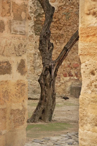 Velha azeitona no Castelo de São Jorge (Lisboa, Portugal ) — Fotografia de Stock