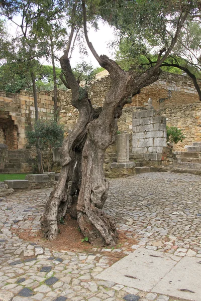 Velha azeitona no Castelo de São Jorge (Lisboa, Portugal ) — Fotografia de Stock