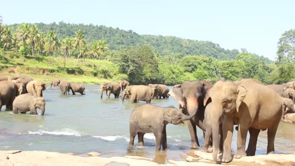 Elefanten spielen im Wasser. Elefantengruppe.