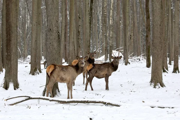 Cerf Altaï Maralc Est Une Des Sous Espèces Cerf Rouge — Photo