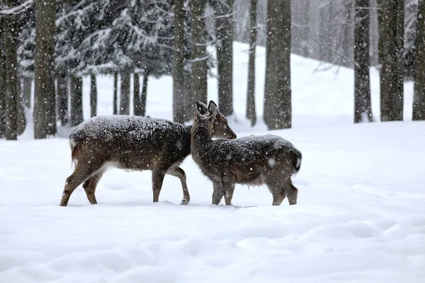 Début Siècle Dernier Cerf Tacheté Presque Disparu Surface Planète Homme — Photo