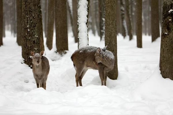 Début Siècle Dernier Cerf Tacheté Presque Disparu Surface Planète Homme — Photo