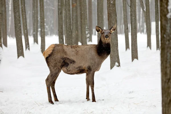 Izyubr Izyubr East Asian Variety Red Deer Found Russian Territories — Stock Photo, Image