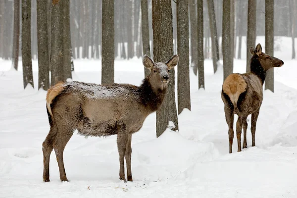 Izyubr Izyubr East Asian Variety Red Deer Found Russian Territories — Stock Photo, Image