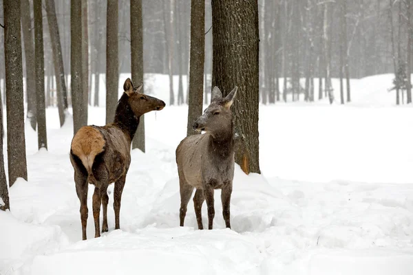 Izyubr Izyubr East Asian Variety Red Deer Found Russian Territories — Stock Photo, Image