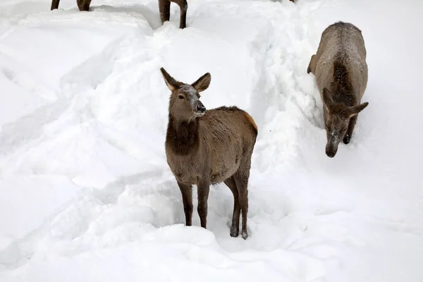 Izyubr Izyubr East Asian Variety Red Deer Found Russian Territories — Stock Photo, Image