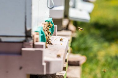 Bal üretiminin bal arıları tarafından gerçekleştirilmesi
