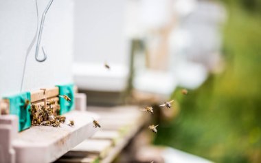Bal üretiminin bal arıları tarafından gerçekleştirilmesi