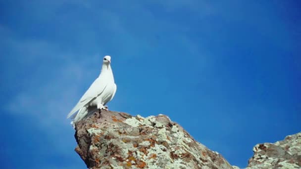 Λευκό Περιστέρι Κοιτάζοντας Από Την Κορυφή — Αρχείο Βίντεο