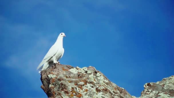 Paloma Blanca Mirando Desde Parte Superior — Vídeo de stock