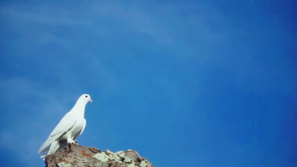 Weiße Taube Schaut Von Oben — Stockvideo