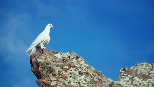 Білий Голуб Дивиться Зверху — стокове відео