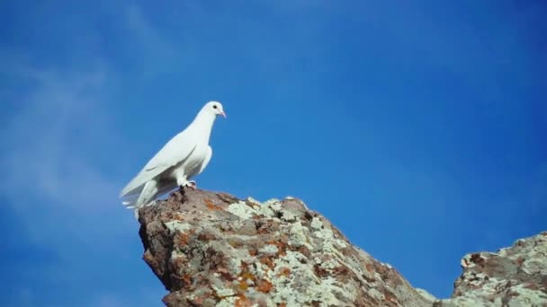Biały Gołąb Patrzący Góry — Wideo stockowe