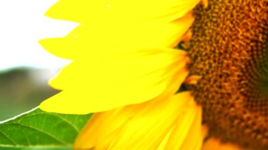 Güneşe bakan ayçiçeği bitkilerinin renkli manzarası