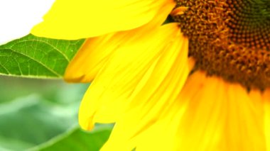 Güneşe bakan ayçiçeği bitkilerinin renkli manzarası