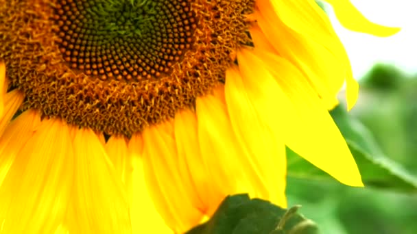 Kleurrijk Uitzicht Zonnebloemplanten Tegenover Zon — Stockvideo