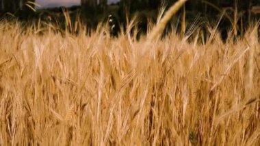 Bereketli yağmurlardan sonra buğday tarlaları