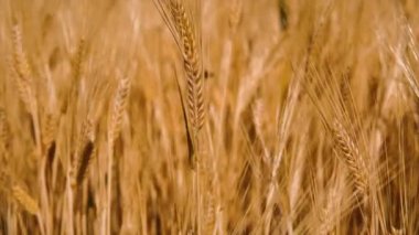 Bereketli yağmurlardan sonra buğday tarlaları