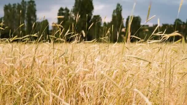 Bereketli Yağmurlardan Sonra Buğday Tarlaları — Stok video
