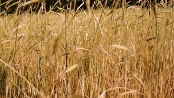 Пшеничне Поле Після Родючих Дощів — стокове відео