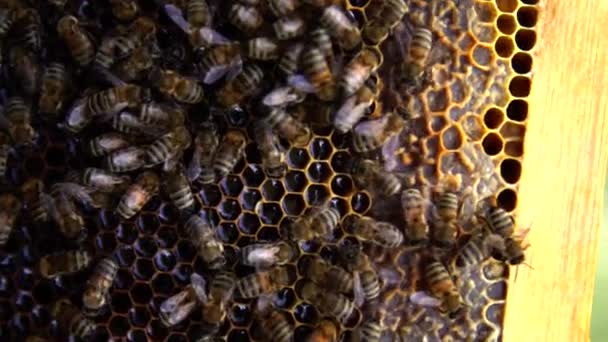 Realización Producción Miel Por Abejas Melíferas — Vídeos de Stock