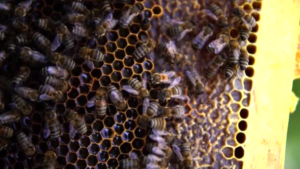 ミツバチによる蜂蜜生産の実現 — ストック動画