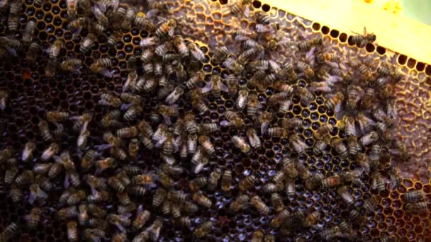 Realisierung Der Honigproduktion Durch Honigbienen — Stockvideo