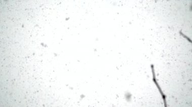 Güzel bir gün ve kar taneleri yağmaya devam ediyor..