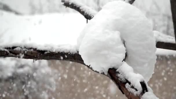 Está Belo Dia Flocos Neve Continuam Chover — Vídeo de Stock