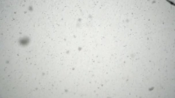 Ist Ein Schöner Tag Und Die Schneeflocken Regnen Weiter — Stockvideo