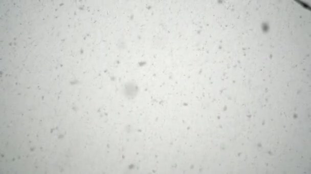 Está Belo Dia Flocos Neve Continuam Chover — Vídeo de Stock