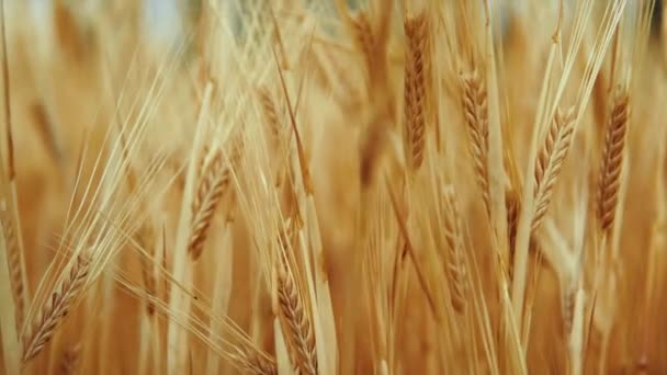 Campo Trigo Después Lluvias Fértiles — Vídeo de stock