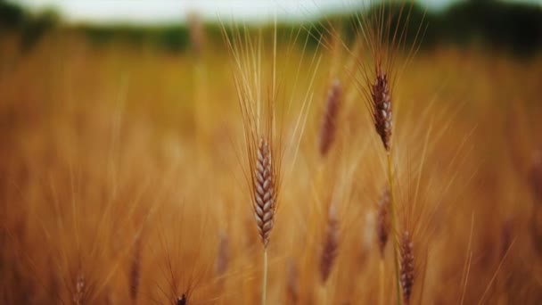 Campo Trigo Después Lluvias Fértiles — Vídeos de Stock