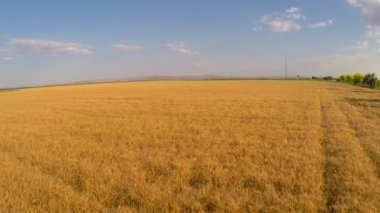 Bereketli yağmurlardan sonra buğday tarlaları