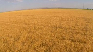 Bereketli yağmurlardan sonra buğday tarlaları