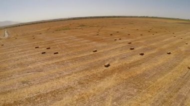 Bereketli yağmurlardan sonra buğday tarlaları