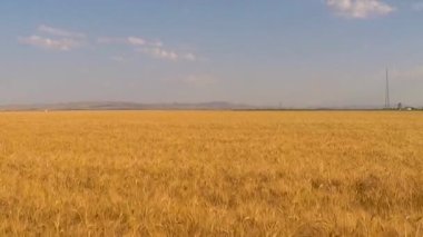 Bereketli yağmurlardan sonra buğday tarlaları